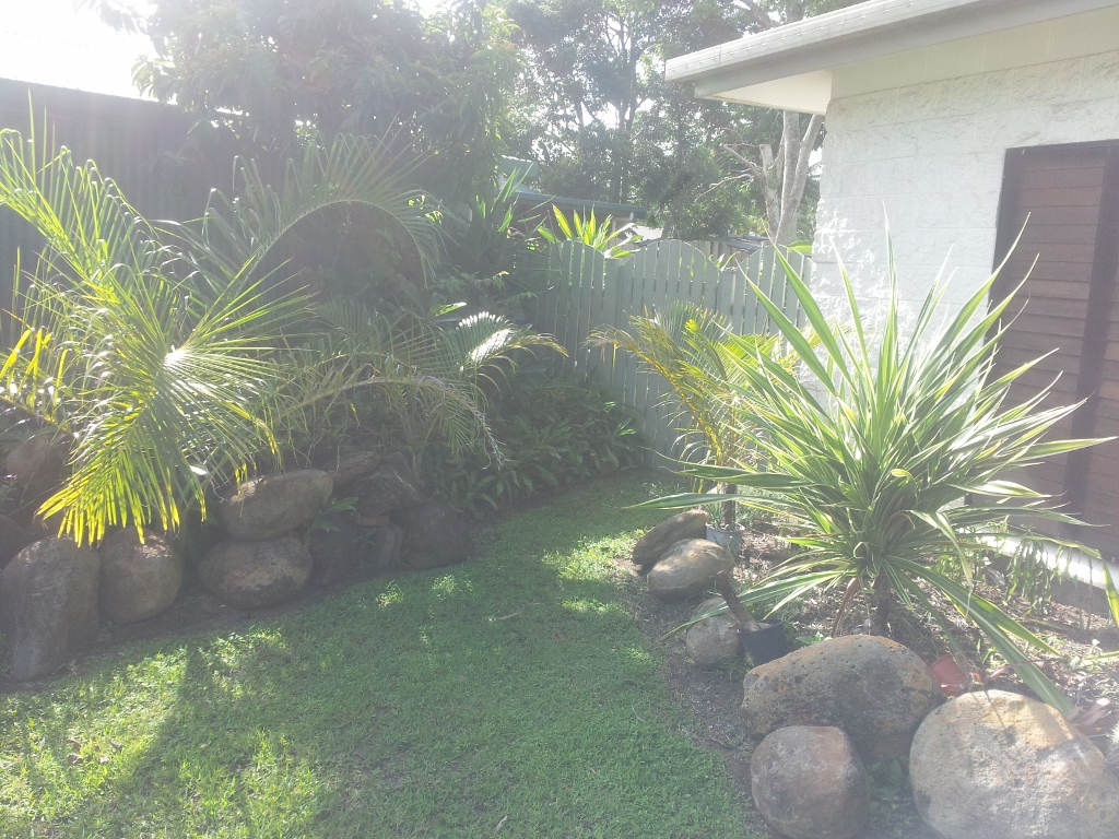 MY GARDEN. - DISCUSSING PALM TREES WORLDWIDE - PalmTalk